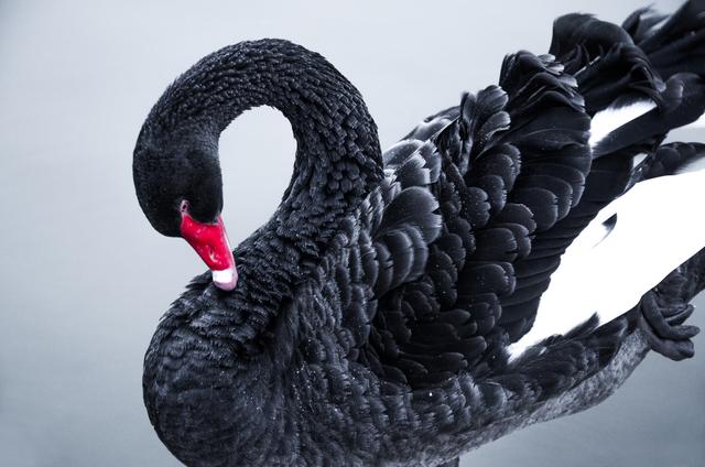 What is a black swan event? It's an unexpected event that impacts financial markets.